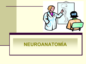 esquema neuroanatomia