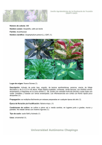 Graptophyllum pictum.pdf