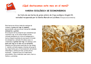 HARINA ECOLOGICA_ECOMONEGROS