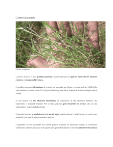 Control de gramon - Ing. Mariano De La Vega - INTA.pdf