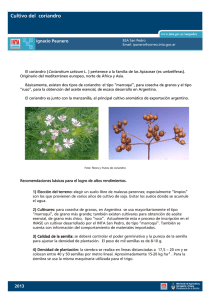 Cultivo del  coriandro  Coriandrum sativum Ignacio Paunero