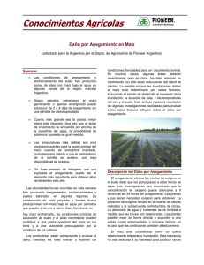 maiz-anegamiento_pioneer.pdf