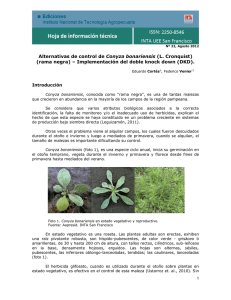 Conyza bonariensis (rama negra) – Implementación del doble knock down (DKD).  Introducción