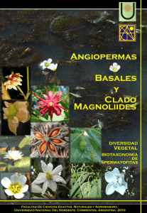 - 4 Angiospermas Basales y Clado Magnoliides