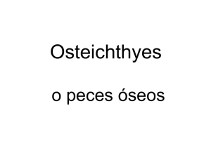 - PECES OSEOS - TEORIA