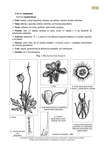 Loasaceae