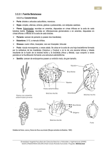 1 Betulaceae