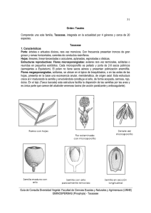 Taxaceae