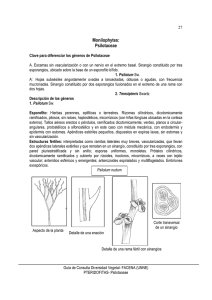 Psilotaceae