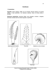 7 Davalliaceae