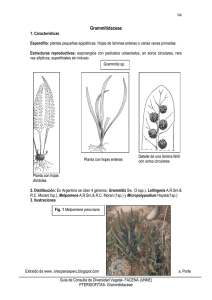 9 Grammitidaceae