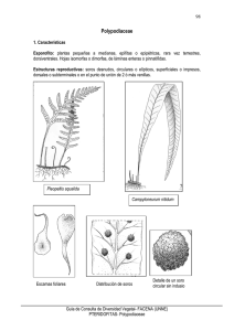 11 Polypodiaceae
