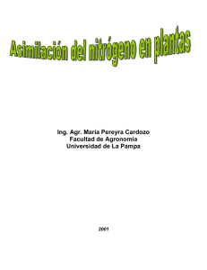 Asimilación del nitrógeno en plantas