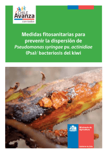 Medidas fitosanitarias para prevenir la dipersión de bacteriosis del kiwi (PSA)