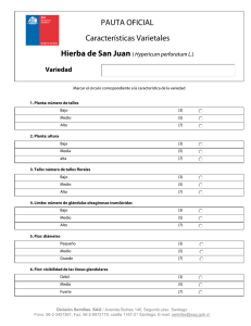 Pauta Oficial Hierba de San Juan