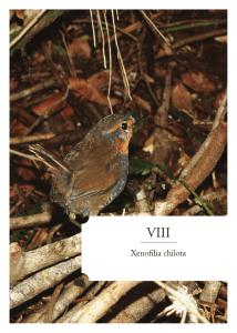 Chile en los Ojos de Darwin: Cap&iacute;tulo VIII