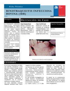 Rinotraqueitis infecciosa bovina (IVR)