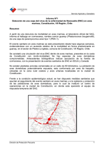 Detección de una cepa del virus de la enfermedad de Newcastle (ENC) en aves marinas. Constitución, VII Región, Chile. Informe Nº 1 (18/07/2007)