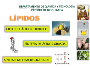 Ciclo del acido glioxilico y anabolismo de lipidos
