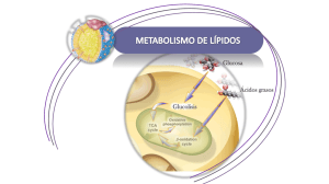 metabolismo de lipidos I
