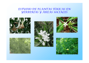 ESTUDIO DE PLANTAS TÓXICAS EN YERBERÍAS Y ÁREAS SOCIALES