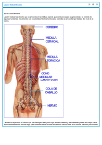 Lesi&oacute;n medular informaci&oacute;n b&aacute;sica