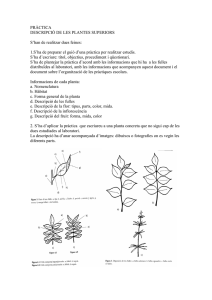 Microsoft Word - Observacio plantes superipors.pdf