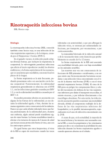 04Rinotraqueitis.pdf