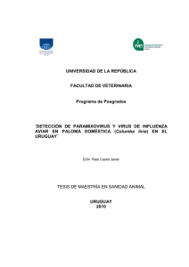 RAÚL EDÍN CASTRO Detección de Paramixovirus y virus de influenza aviar en paloma doméstica (columba livia) en el Uruguay