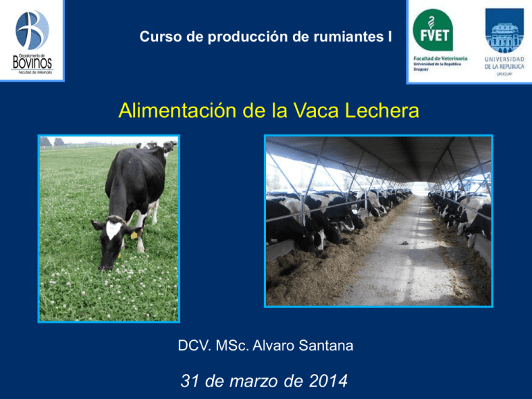 Alimentación De La Vaca Lechera 7463