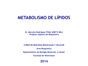Metabolismo Lípidos I, II, y III