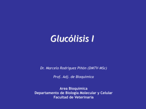 Glucólisis I Dr. Marcelo Rodríguez Piñón (DMTV-MSc) Prof. Adj. de Bioquímica Area Bioquímica