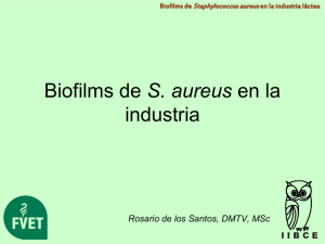 2. BIOFILM DE S. AUREUS. Dra. R. de los Santos 