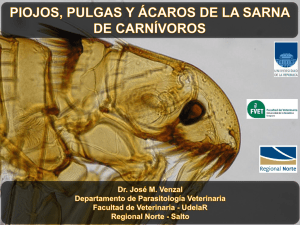 Piojos, pulgas y acaros de la sarna en carnívoros - Dr. J. M. Venzal