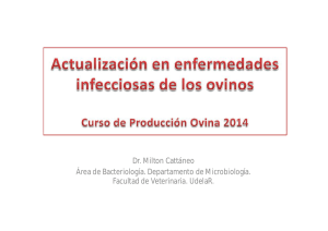 Actualización en enfermedades infecciosas de los ovinos - M. Cattáneo