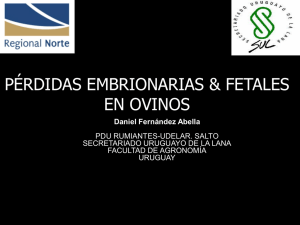 Perdidas embrionarias y fetales en ovinos - D. Fernandez Abella