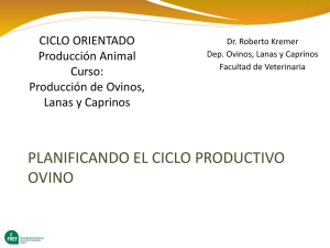 Ciclo Productivo ovino - R. Kremer