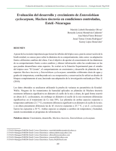 Enterolobium Estelí -Nicaragua cyclocarpum, Maclura tinctoria