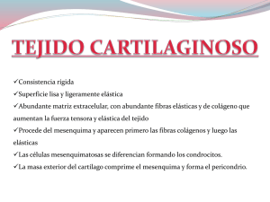 tej.cartilaginoso