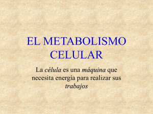 metabolismo celular, 