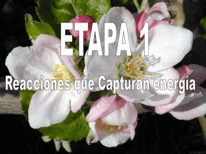 ETAPA 1.ppt
