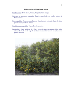 Tithonia diversifolia (cultivo y manejo)