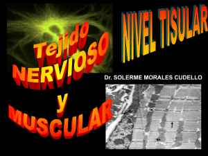 tema_tejido_nervioso_y_muscular