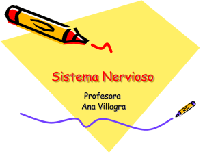 Sistema Nervioso Profesora Ana Villagra