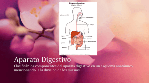 Aparato Digestivo