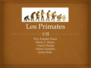 los primates