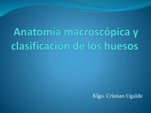 anatomia macroscopica y clasificacion de los huesos