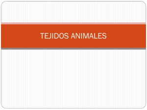 PRESENTACION DE BIOLOGIA. TEJIDOS ANIMALES