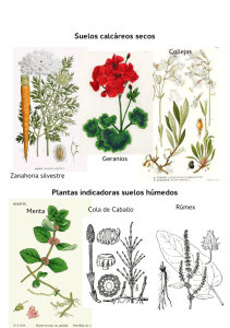 plantas indicadoras