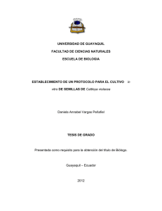 Establecimiento de un protocolo para el cultivo in vitro de semillas de Cattleya violace. Vargas, Daniela.pdf